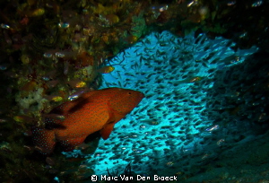 red between little by Marc Van Den Broeck 